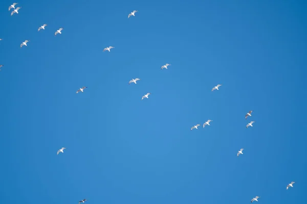 Witte Vogels Een Achtergrond Van Blauwe Lucht Meeuwen Aan Kust — Stockfoto