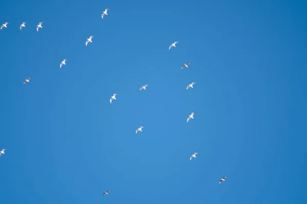 Oiseaux Blancs Sur Fond Ciel Bleu Des Mouettes Sur Côte — Photo