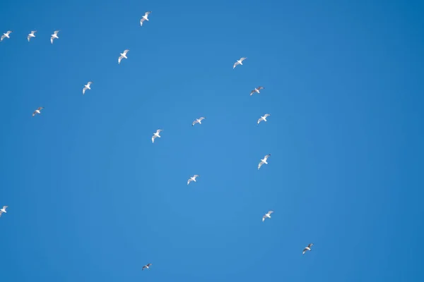 Pássaros Brancos Fundo Céu Azul Gaivotas Costa Céu Claro Sem — Fotografia de Stock