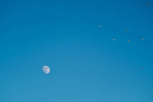 하늘을 배경으로 오후에 보름달이 지구의 겨울날푸른 — 스톡 사진