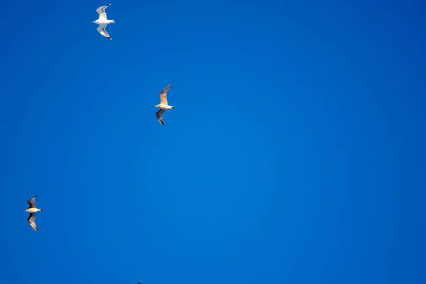 Oiseaux Blancs Sur Fond Ciel Bleu Des Mouettes Sur Côte — Photo