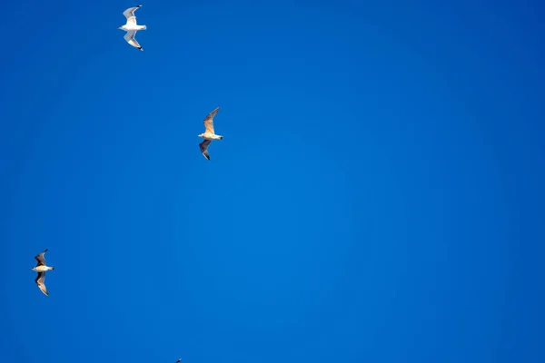 Pássaros Brancos Fundo Céu Azul Gaivotas Costa Céu Claro Sem — Fotografia de Stock