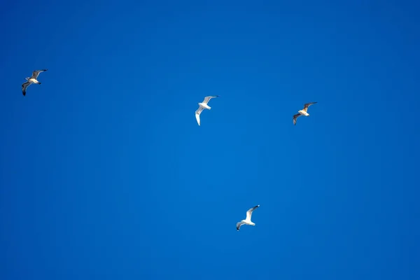 Oiseaux Blancs Sur Fond Ciel Bleu Des Mouettes Sur Côte — Photo