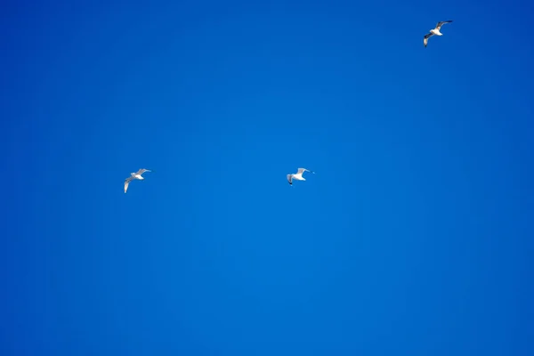 Белые Птицы Фоне Голубого Неба Чайки Побережье Ясное Безоблачное Небо — стоковое фото
