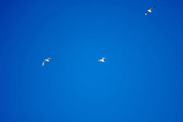 Pájaros Blancos Sobre Fondo Cielo Azul Gaviotas Costa Cielo Despejado — Foto de Stock