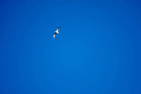 White Birds Background Blue Sky Seagulls Coast Clear Cloudless Sky — Stock Photo, Image