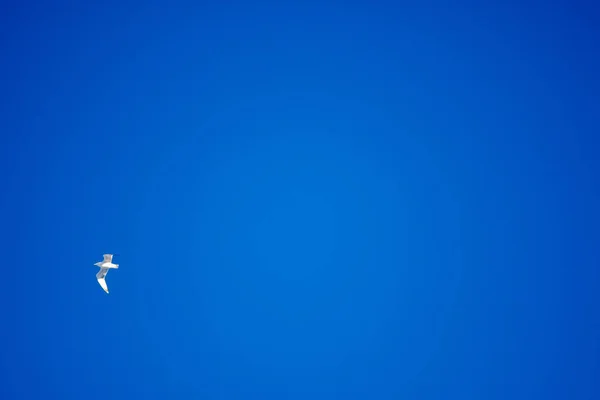 White Birds Background Blue Sky Seagulls Coast Clear Cloudless Sky — Stock Photo, Image