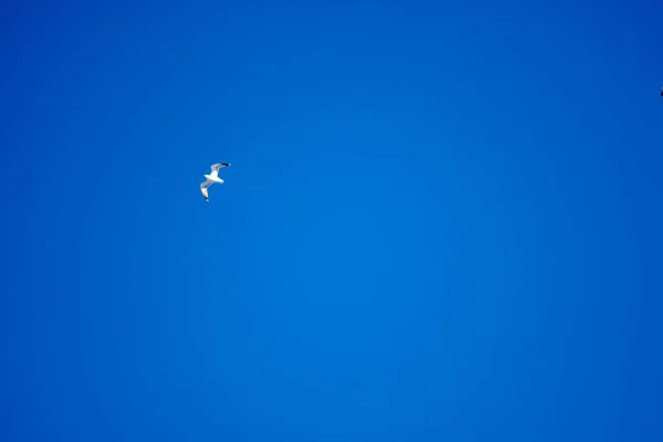 青空を背景に白い鳥 海岸のカモメだ 澄んだ雲のない空 寒い晴れた日 — ストック写真