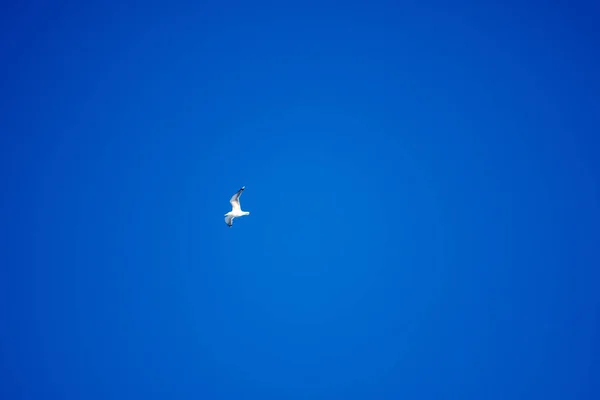 Pájaros Blancos Sobre Fondo Cielo Azul Gaviotas Costa Cielo Despejado — Foto de Stock