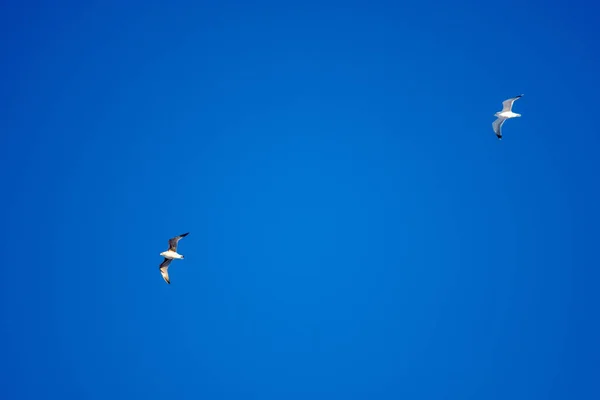 Pájaros Blancos Sobre Fondo Cielo Azul Gaviotas Costa Cielo Despejado — Foto de Stock