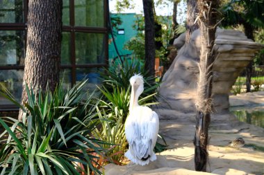 Beyaz Pelikan kuş yuvasında tüyleri temizliyor..