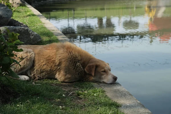 Psi Bez Domova Ulicích Města Zvířata Hledají Potravu — Stock fotografie