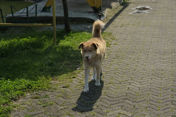 Cani Senzatetto Strade Della Città Gli Animali Stanno Cercando Cibo — Foto Stock