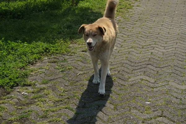 Cani Senzatetto Strade Della Città Gli Animali Stanno Cercando Cibo — Foto Stock