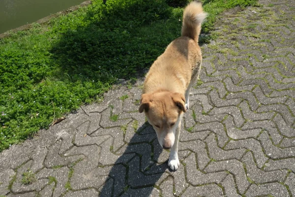 Cani Senzatetto Strade Della Città Gli Animali Stanno Cercando Cibo — Foto Stock