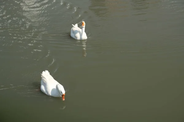 Gansos Raça Kholmogory Gansos Cinzentos Nadam Lago Espécies Domésticas Aves — Fotografia de Stock