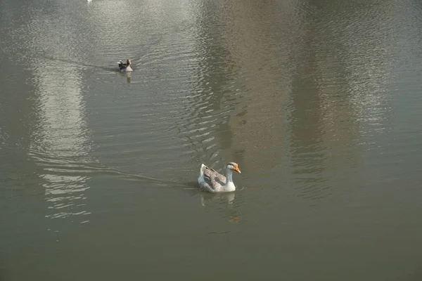 Гуси Холмогорської Породи Сірі Гуси Плавають Озері Домашні Види Птахів — стокове фото