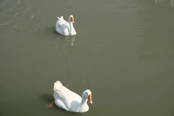 Гуси Холмогорської Породи Сірі Гуси Плавають Озері Домашні Види Птахів — стокове фото