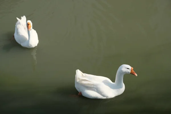 Kholmogory品種のGeeseは 灰色のガチョウは湖で泳ぐ 鳥類の国内種 — ストック写真