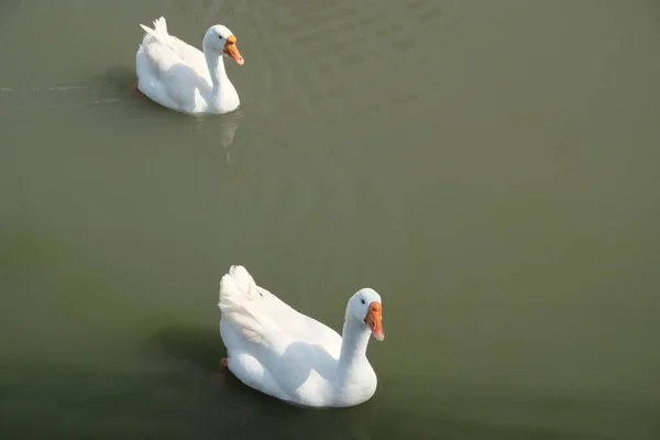 Gansos Raça Kholmogory Gansos Cinzentos Nadam Lago Espécies Domésticas Aves — Fotografia de Stock