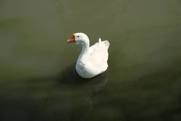 Gansos Raça Kholmogory Gansos Cinzentos Nadam Lago Espécies Domésticas Aves — Fotografia de Stock