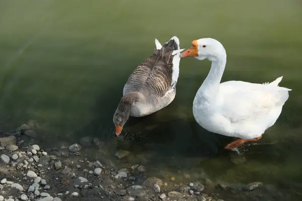 Ganzen Van Kholmogory Ras Grijze Ganzen Lopen Het Meer Als — Stockfoto