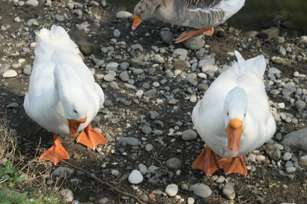 Gansos Raça Kholmogory Gansos Cinzentos Caminham Lago Espécies Domésticas Aves — Fotografia de Stock