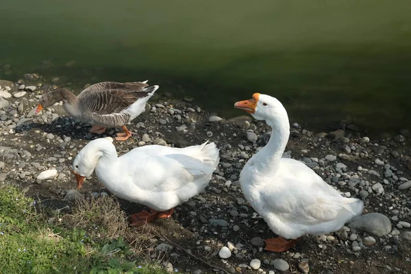 Oche Razza Kholmogory Oche Grigie Passeggiata Sul Lago Specie Domestiche — Foto Stock