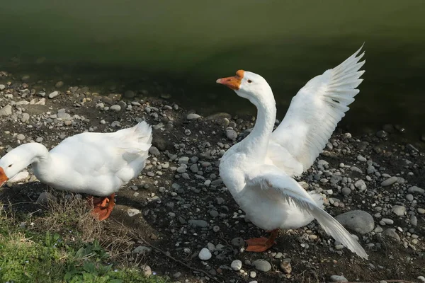 Gansos Raza Kholmogory Gansos Grises Caminar Por Lago Especies Domésticas — Foto de Stock