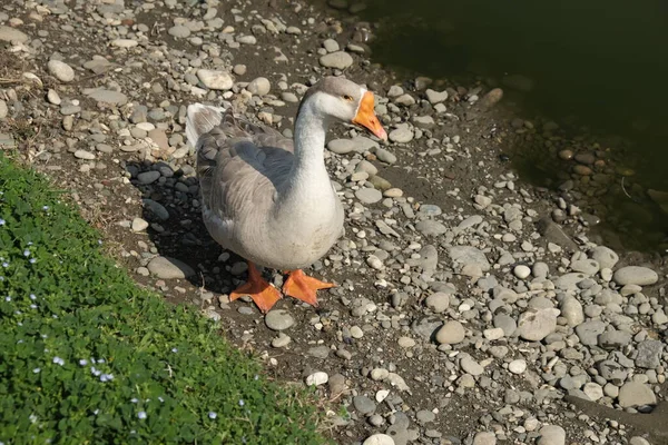 Gansos Raça Kholmogory Gansos Cinzentos Caminham Lago Espécies Domésticas Aves — Fotografia de Stock