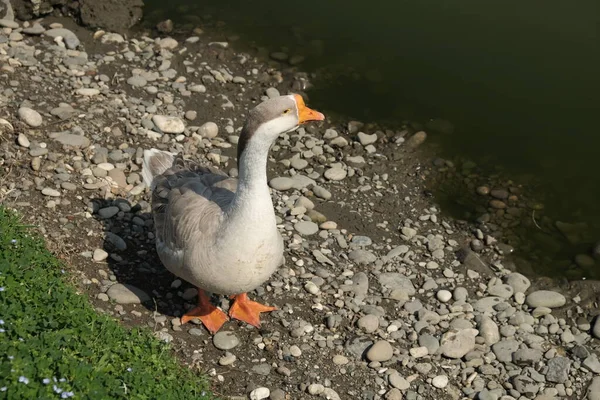 Oche Razza Kholmogory Oche Grigie Passeggiata Sul Lago Specie Domestiche — Foto Stock