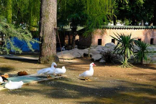 Patos Una Pajarera Batumi Georgia Especies Domésticas Pato Almizclero Ceniza — Foto de Stock