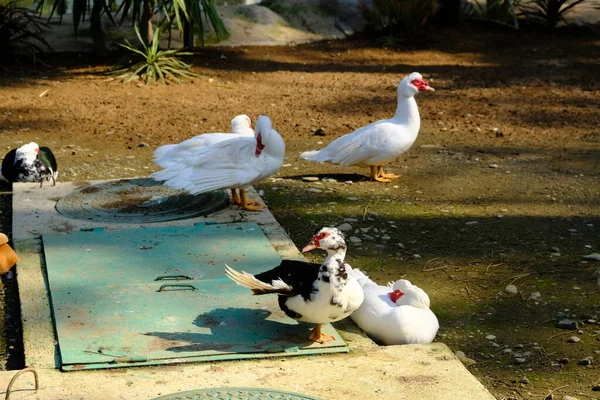 Kacsák Egy Madáretetőben Batumiban Georgiában Belföldi Fajok Pézsmakacsa Hamu Pekingi — Stock Fotó