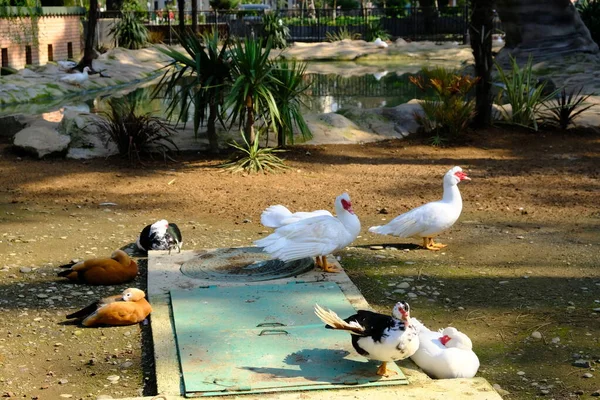 Kacsák Egy Madáretetőben Batumiban Georgiában Belföldi Fajok Pézsmakacsa Hamu Pekingi — Stock Fotó