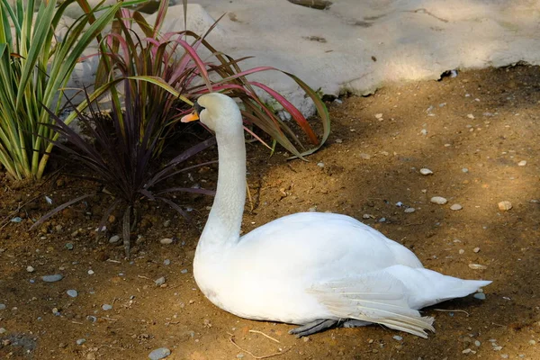 湖で白鳥をミュート — ストック写真