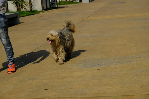 Cani Senzatetto Strade Della Città Gli Animali Stanno Cercando Cibo — Foto Stock