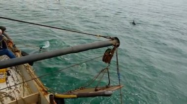 Yunuslar Karadeniz 'de balık avlar. Hayvanlar yiyecek aramak için yüzeyde yüzerler. Hava tüketimi için yüzeyde ortaya çıkarlar. İyi günler. Genel olarak bulutlu.