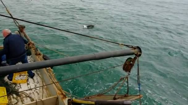 참돌고래는흑 해에서 물고기를 동물들은 먹이를 수면에 떠다닌다 공기를 마시기 표면에 — 비디오