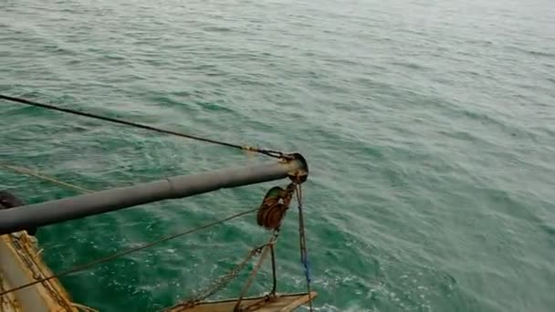 Звичайні Полювання Дельфінів Рибу Чорному Морі Тварини Плавають Поверхні Пошуках — стокове відео