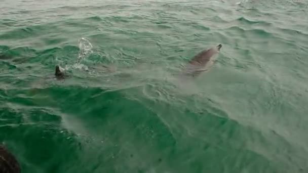 黒海の魚のための一般的なイルカ狩り 動物は食べ物を求めて水面に浮かぶ 空気消費のための表面に出現します 主に曇り — ストック動画