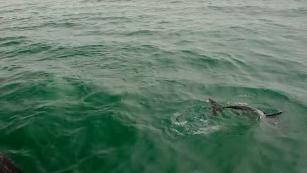 Обычные Дельфины Охотятся Рыб Черном Море Животные Плавают Поверхности Поисках — стоковое видео