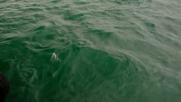 Обычные Дельфины Охотятся Рыб Черном Море Животные Плавают Поверхности Поисках — стоковое видео