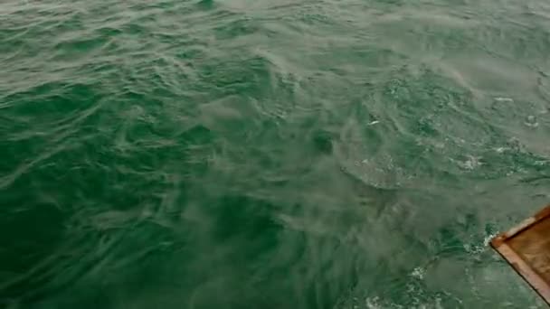 黒海の魚のための一般的なイルカ狩り 動物は食べ物を求めて水面に浮かぶ 空気消費のための表面に出現します 主に曇り — ストック動画