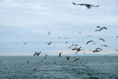  Gökyüzünde farklı türde martılar var. Kuşlar balıkçı teknesinin arkasında uçar. Hayvanlar küçük balıkları yakalar. Karadeniz. Bahar, gün, bulutlu.