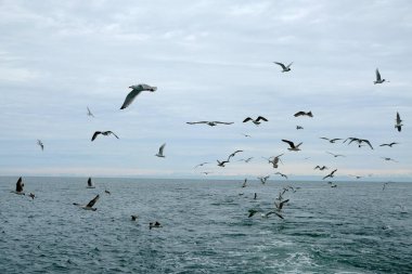  Gökyüzünde farklı türde martılar var. Kuşlar balıkçı teknesinin arkasında uçar. Hayvanlar küçük balıkları yakalar. Karadeniz. Bahar, gün, bulutlu.