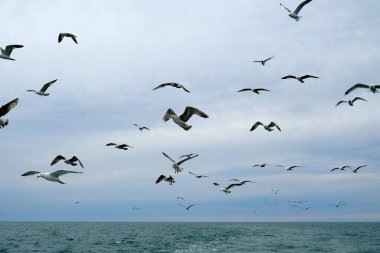  Gökyüzünde farklı türde martılar var. Kuşlar balıkçı teknesinin arkasında uçar. Hayvanlar küçük balıkları yakalar. Karadeniz. Bahar, gün, bulutlu.