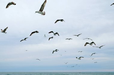  Gökyüzünde farklı türde martılar var. Kuşlar balıkçı teknesinin arkasında uçar. Hayvanlar küçük balıkları yakalar. Karadeniz. Bahar, gün, bulutlu.