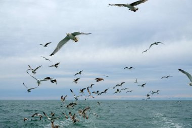  Gökyüzünde farklı türde martılar var. Kuşlar balıkçı teknesinin arkasında uçar. Hayvanlar küçük balıkları yakalar. Karadeniz. Bahar, gün, bulutlu.