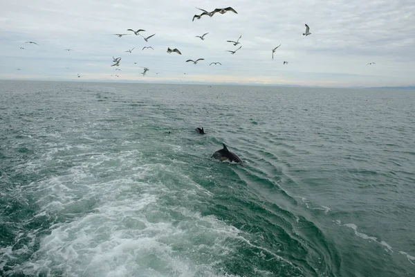 Gökyüzünde Farklı Türde Martılar Var Kuşlar Balıkçı Teknesinin Arkasında Uçar — Stok fotoğraf