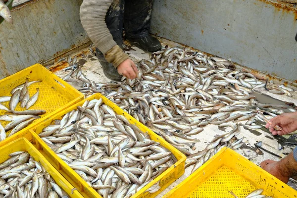 Fish on the deck of a fishing boat. Small, commercial fish, pulled by a trawl from the sea. Different types, requires sorting. Spring, day, overcast. Black Sea, Georgia.